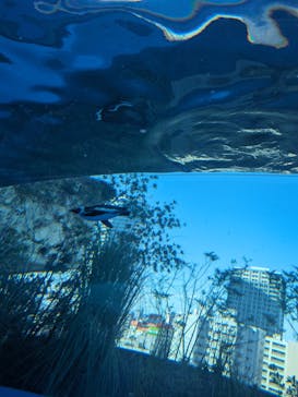 サンシャイン水族館に投稿された画像（2023/7/23）