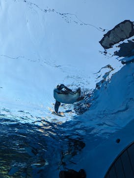 サンシャイン水族館に投稿された画像（2023/7/23）