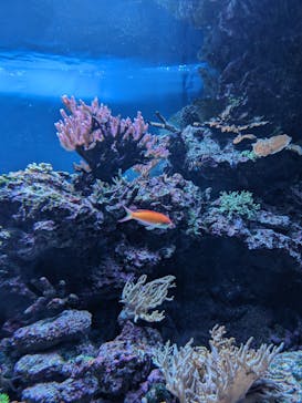 サンシャイン水族館に投稿された画像（2023/7/23）