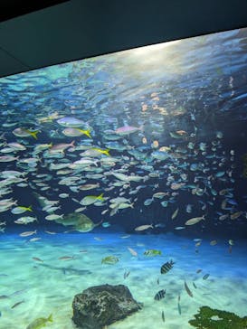 サンシャイン水族館に投稿された画像（2023/7/23）