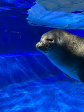 サンシャイン水族館に投稿された画像（2023/7/23）