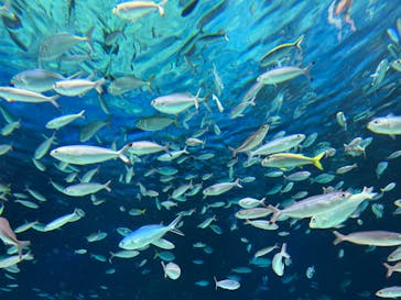 サンシャイン水族館に投稿された画像（2023/7/23）