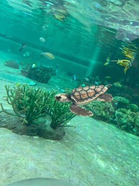 鴨川シーワールドに投稿された画像（2023/7/23）