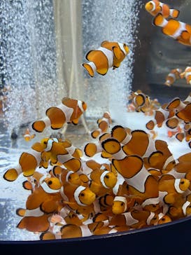 鴨川シーワールドに投稿された画像（2023/7/23）