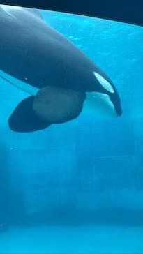 名古屋港水族館に投稿された画像（2023/7/23）