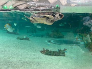 鴨川シーワールドに投稿された画像（2023/7/23）