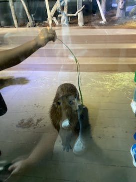 カワスイ 川崎⽔族館に投稿された画像（2023/7/23）