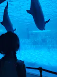 名古屋港水族館に投稿された画像（2023/7/24）