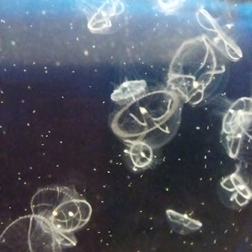 京都水族館に投稿された画像（2023/7/23）