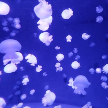 京都水族館に投稿された画像（2023/7/23）