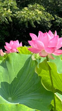 三溪園に投稿された画像（2023/7/23）