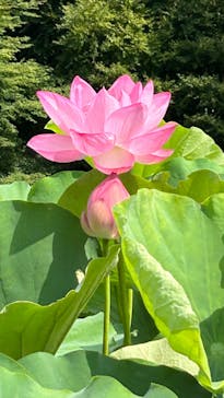 三溪園に投稿された画像（2023/7/23）