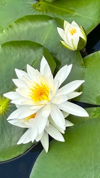 三溪園に投稿された画像（2023/7/23）