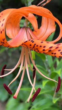 三溪園に投稿された画像（2023/7/23）