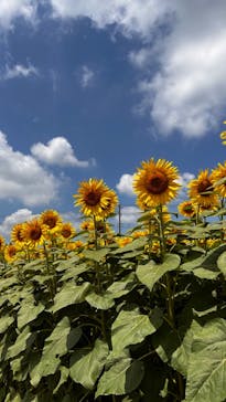 成田ゆめ牧場に投稿された画像（2023/7/24）