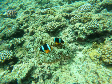 武藤潜水に投稿された画像（2023/7/24）