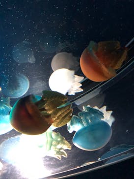 名古屋港水族館に投稿された画像（2023/7/24）