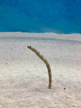 大分マリーンパレス水族館 「うみたまご」に投稿された画像（2023/7/24）