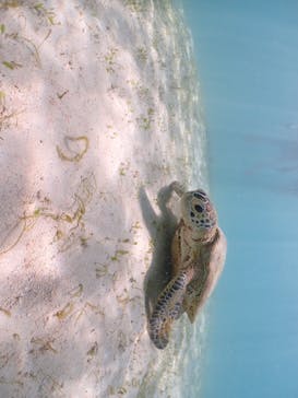 宮古島マリン GB QUESTに投稿された画像（2023/7/24）