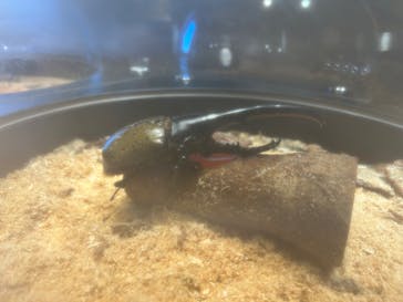 昆虫最強王図鑑展に投稿された画像（2023/7/24）