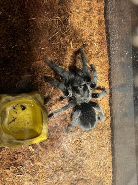 昆虫最強王図鑑展に投稿された画像（2023/7/24）