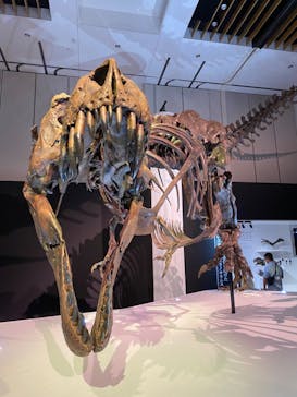 DinoScience 恐竜科学博 2023@TOKYO MIDTOWNに投稿された画像（2023/7/24）