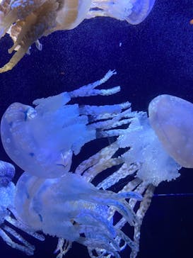 沖縄美ら海水族館に投稿された画像（2023/7/24）