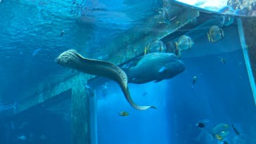 沖縄美ら海水族館に投稿された画像（2023/7/24）