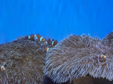 沖縄美ら海水族館に投稿された画像（2023/7/24）