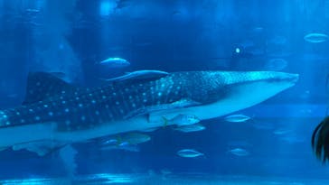 沖縄美ら海水族館に投稿された画像（2023/7/24）