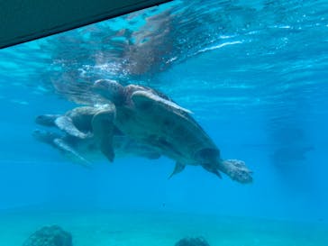 沖縄美ら海水族館に投稿された画像（2023/7/24）