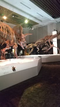 DinoScience 恐竜科学博 2023@TOKYO MIDTOWNに投稿された画像（2023/7/24）
