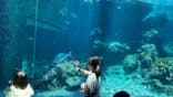 沖縄美ら海水族館に投稿された画像（2023/7/24）