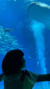沖縄美ら海水族館に投稿された画像（2023/7/24）