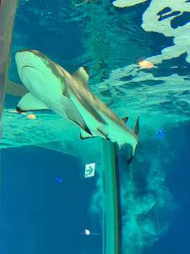 マクセル アクアパーク品川に投稿された画像（2023/7/24）