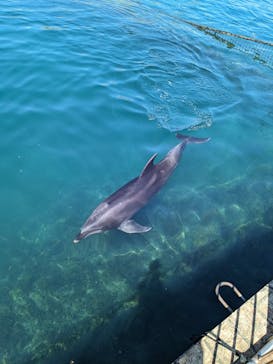 伊豆・三津シーパラダイスに投稿された画像（2023/7/24）