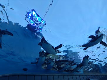 サンシャイン水族館に投稿された画像（2023/7/24）