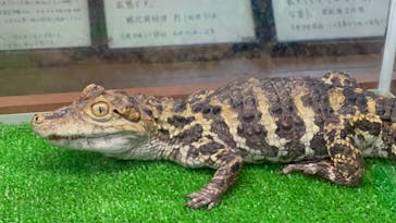 熱川バナナワニ園に投稿された画像（2023/7/24）