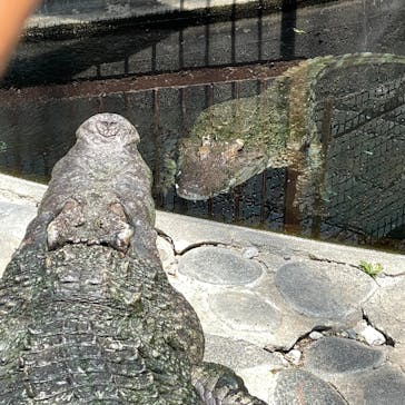 熱川バナナワニ園に投稿された画像（2023/7/24）