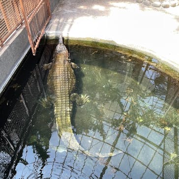 熱川バナナワニ園に投稿された画像（2023/7/24）