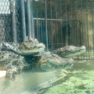 熱川バナナワニ園に投稿された画像（2023/7/24）