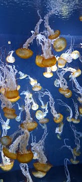 新江ノ島水族館に投稿された画像（2023/7/24）