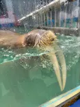 ゼロ距離水族館 伊勢シーパラダイスに投稿された画像（2023/7/24）