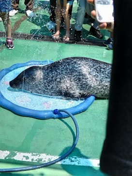 ゼロ距離水族館 伊勢シーパラダイスに投稿された画像（2023/7/24）