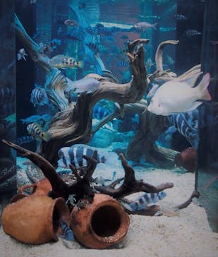 カワスイ 川崎⽔族館に投稿された画像（2023/7/24）