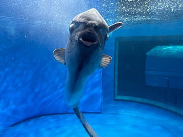 アクアワールド茨城県大洗水族館に投稿された画像（2023/7/24）