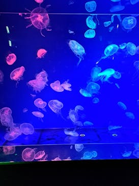 名古屋港水族館に投稿された画像（2023/7/24）