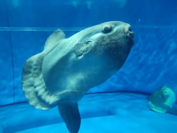 アクアワールド茨城県大洗水族館に投稿された画像（2023/7/24）