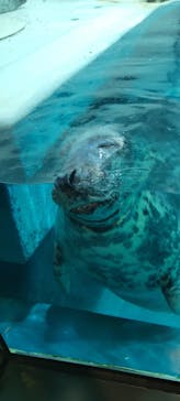 大分マリーンパレス水族館 「うみたまご」に投稿された画像（2023/7/24）