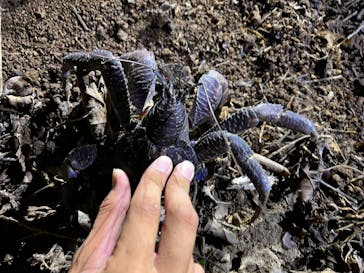 石垣島 ADVENTURE PiPi（イシガキジマアドベンチャーピピ）に投稿された画像（2023/7/24）